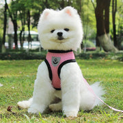 Car Seat Belt Pet Leash